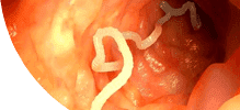 intestines.png